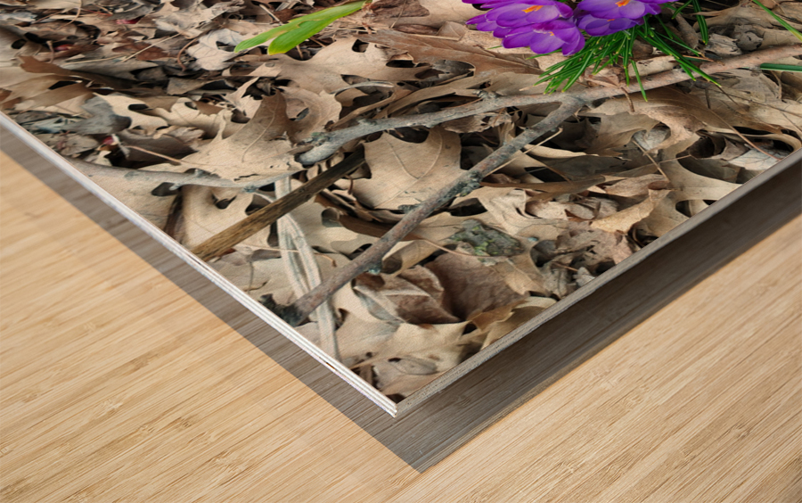 Spring Emerges Wood print