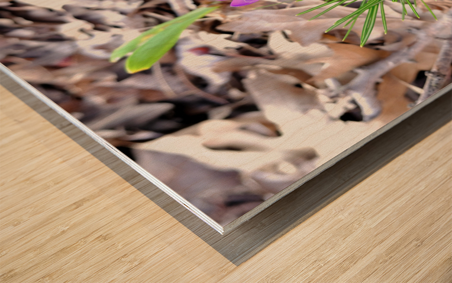 Spring’s Prelude Wood print