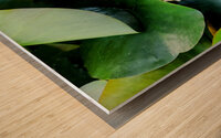 Subtle Beauty Water Lily 1A Wood print